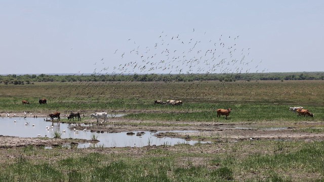 Black-winged Pratincole - ML612251164