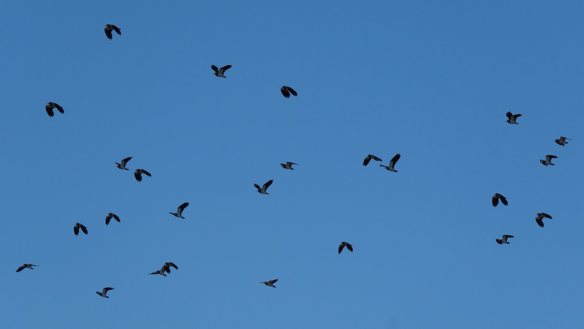 Northern Lapwing - ML612251240