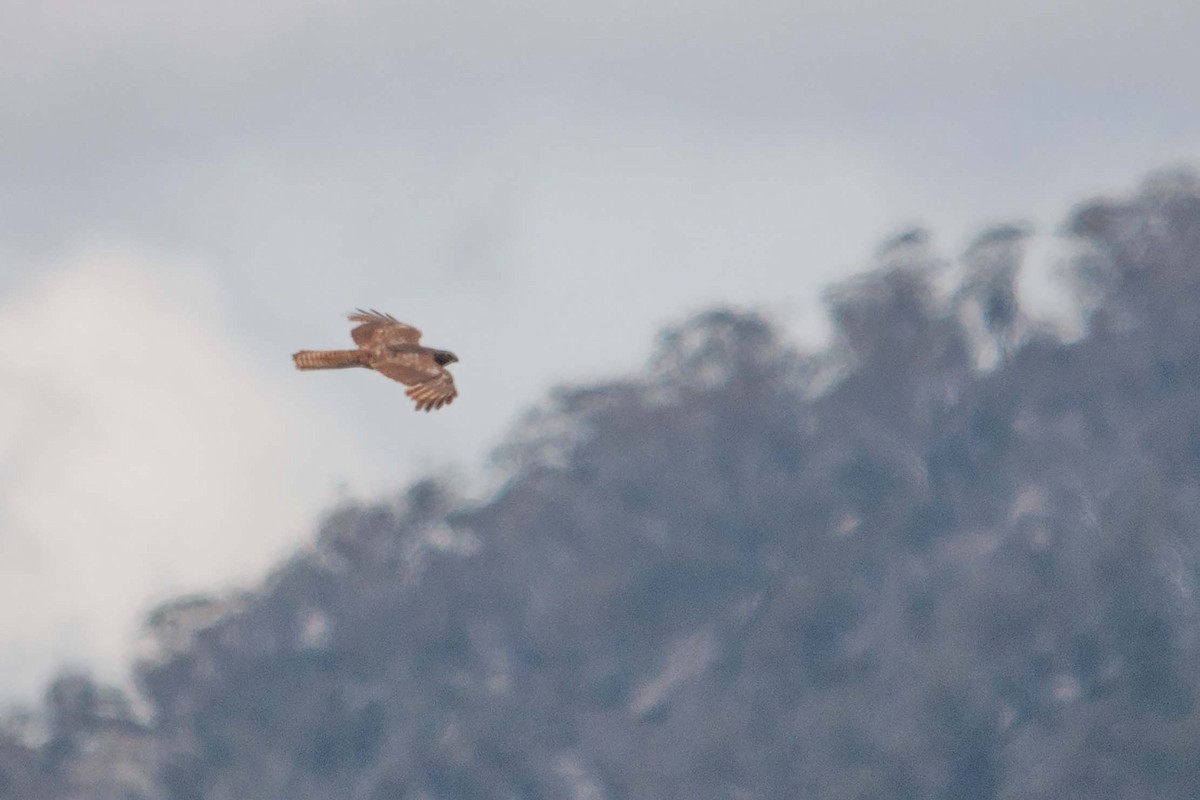 Brown Goshawk - ML612251242