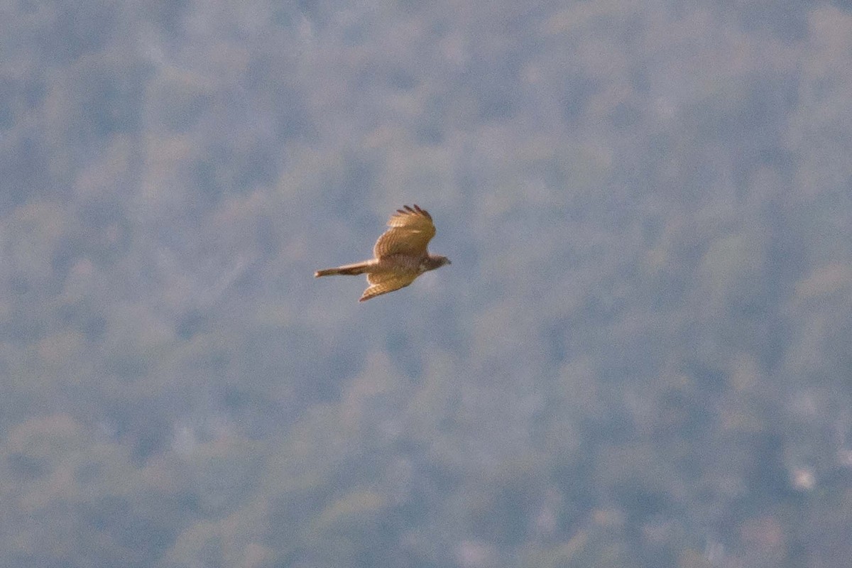 Brown Goshawk - ML612251246