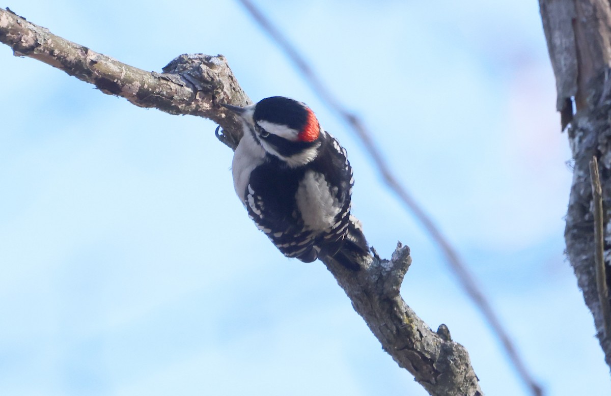 Downy Woodpecker - ML612251344