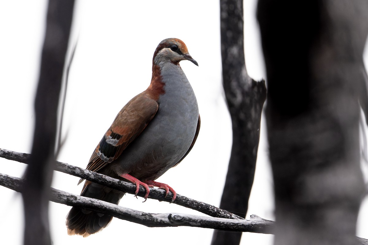 Brush Bronzewing - ML612251360