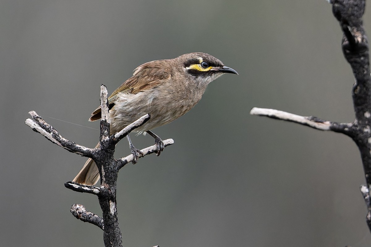 Yellow-faced Honeyeater - ML612251364
