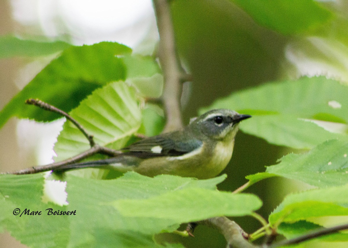 Black-throated Blue Warbler - ML61225141