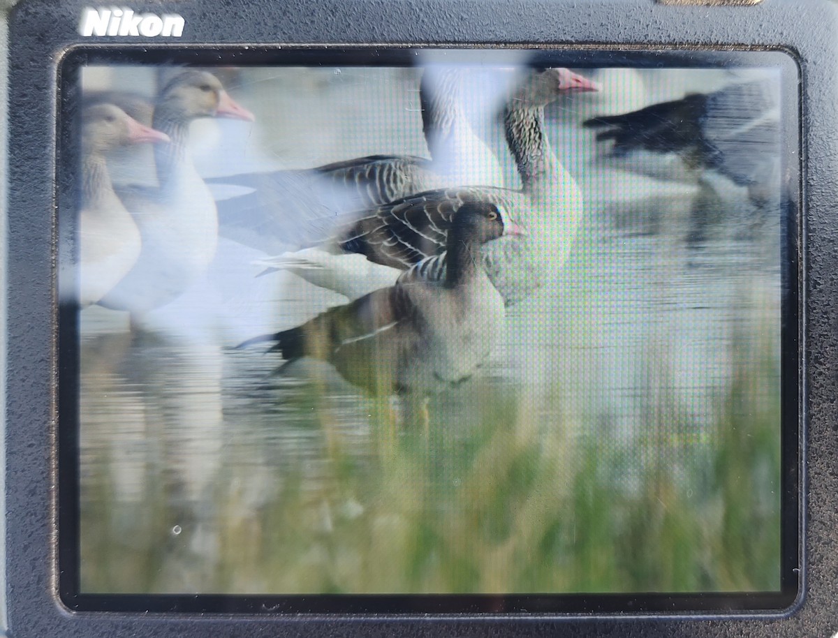 Lesser White-fronted Goose - ML612251418