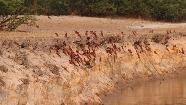 ミナミベニハチクイ - eBird