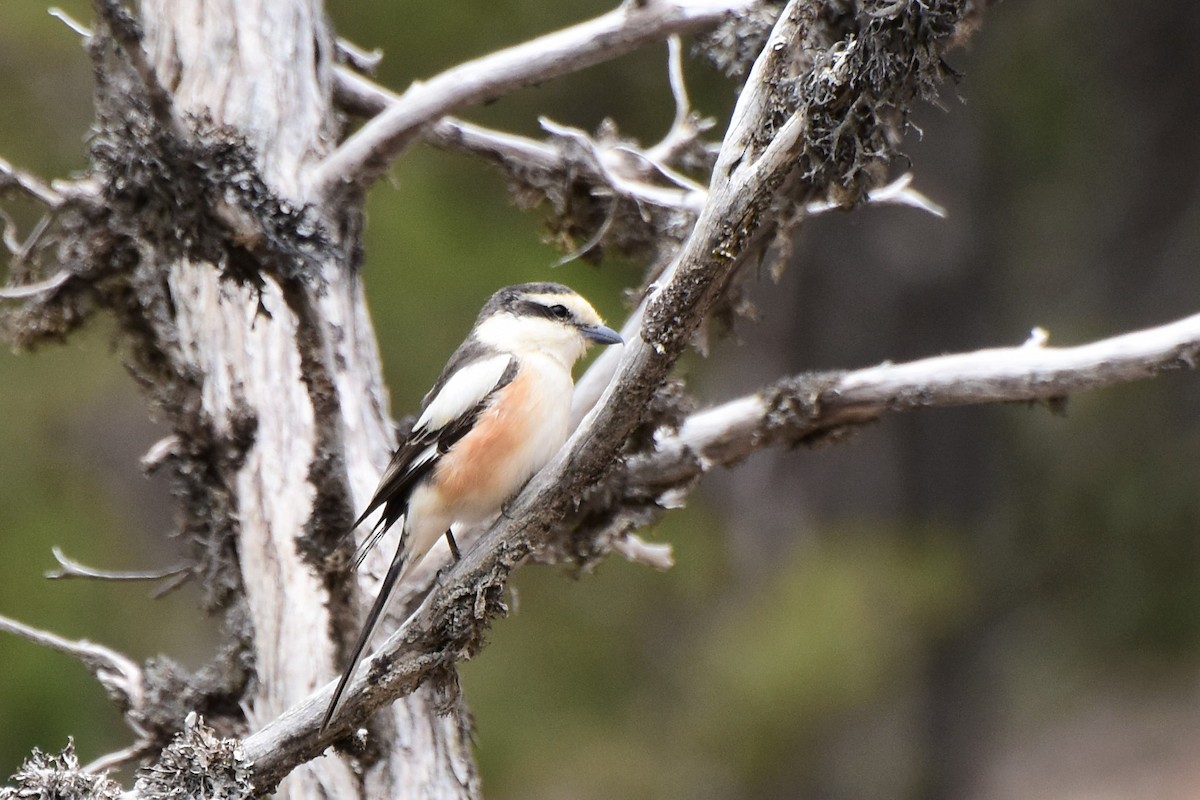 Masked Shrike - Damiana Boroń