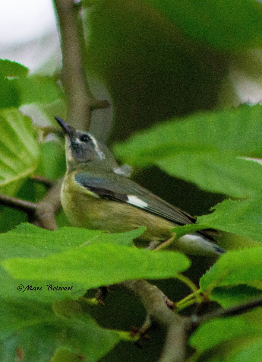 Black-throated Blue Warbler - ML61225151