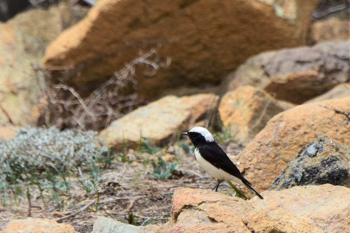 Cyprus Wheatear - Damiana Boroń