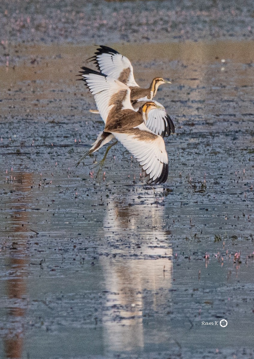 Pheasant-tailed Jacana - Ram K