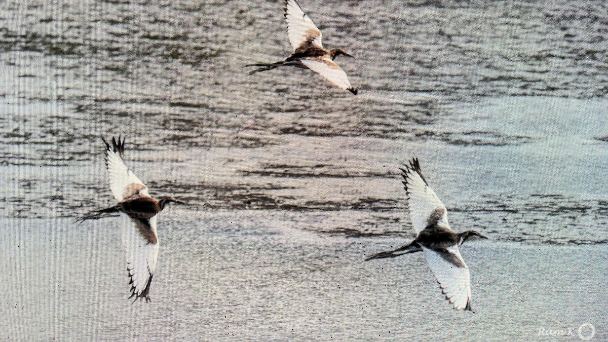 Pheasant-tailed Jacana - ML612251518