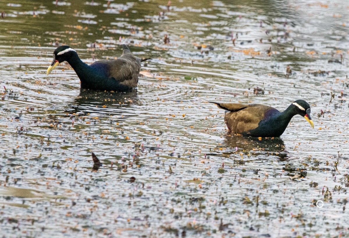 Bronzeblatthühnchen - ML612251520