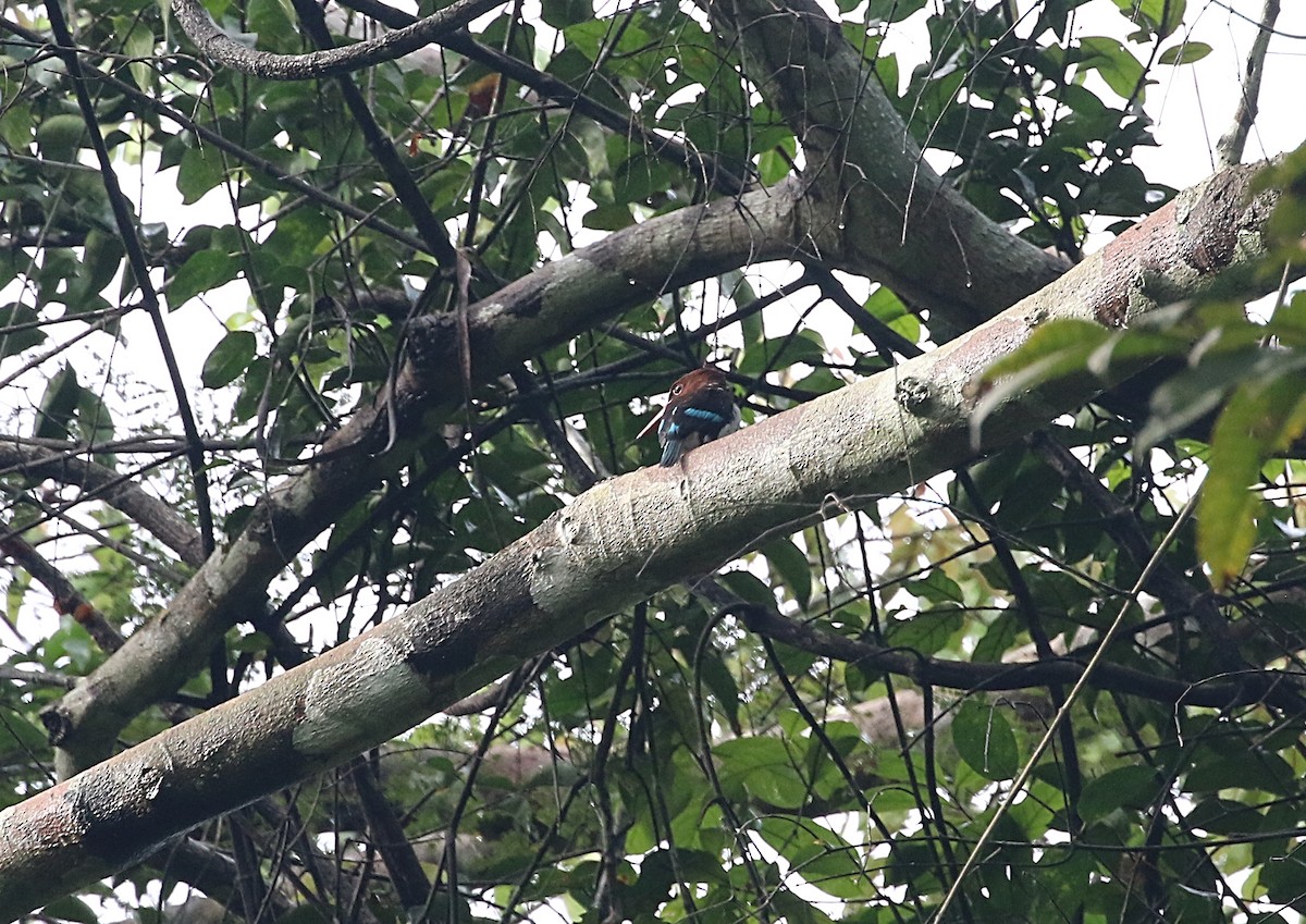 Chocolate-backed Kingfisher - ML612251545