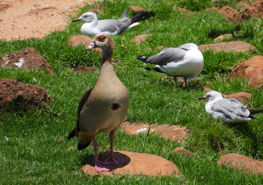 Egyptian Goose - ML612251588