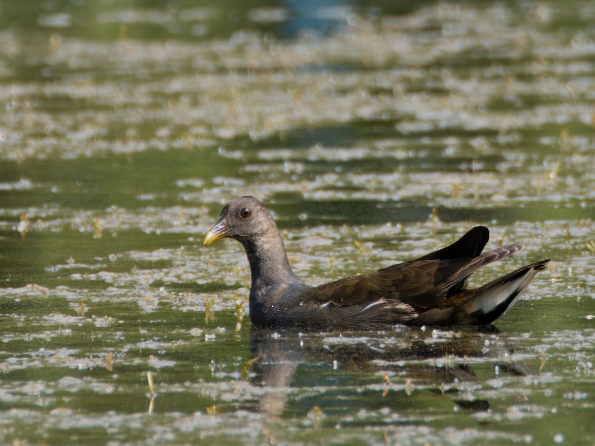 Eurasian Moorhen - Evelyn Lee