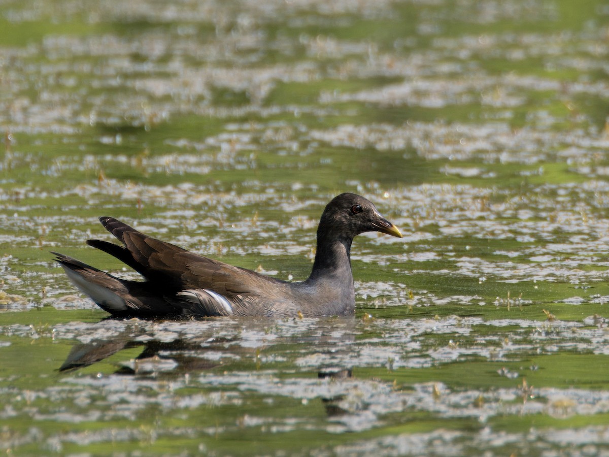 Eurasian Moorhen - Evelyn Lee