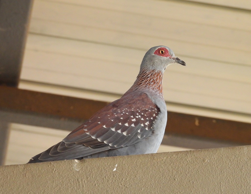 Speckled Pigeon - Juan Oñate García