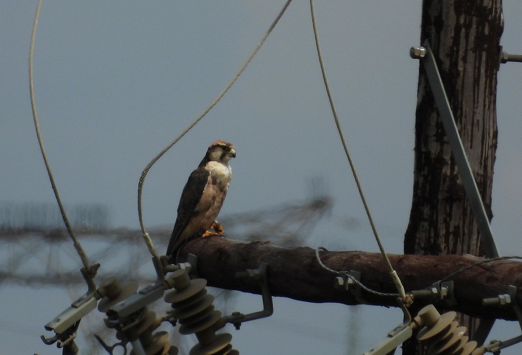 Lanner Falcon - Juan Oñate García