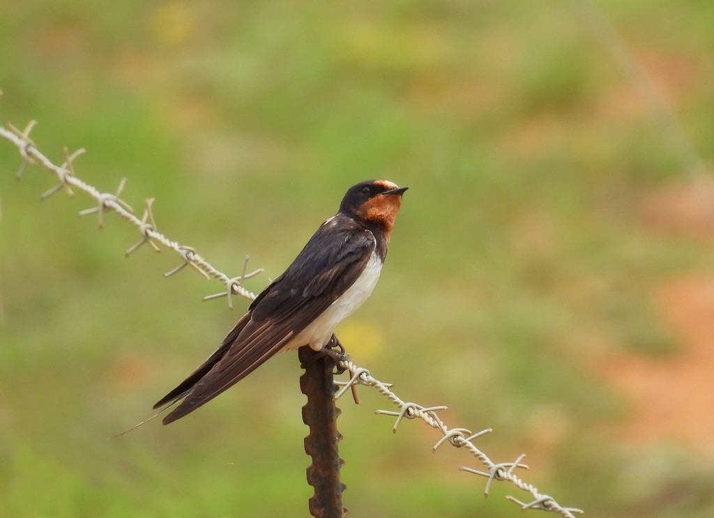 Barn Swallow - Juan Oñate García