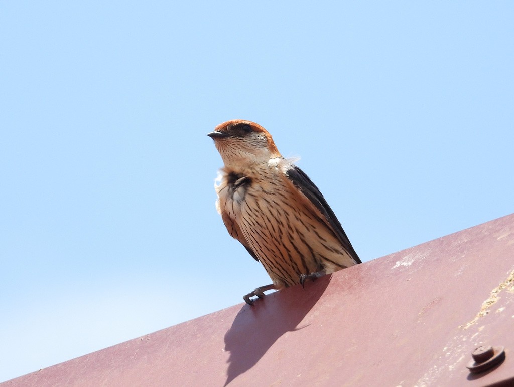 Greater Striped Swallow - Juan Oñate García