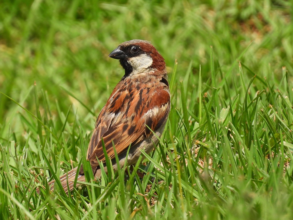 House Sparrow - Juan Oñate García