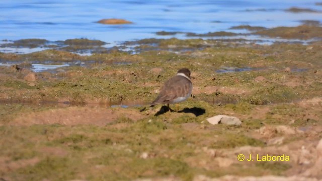 Common Ringed Plover - ML612251627