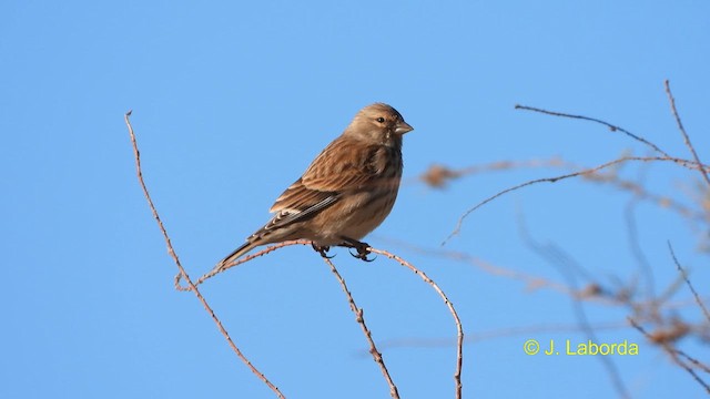 Eurasian Linnet - ML612251633