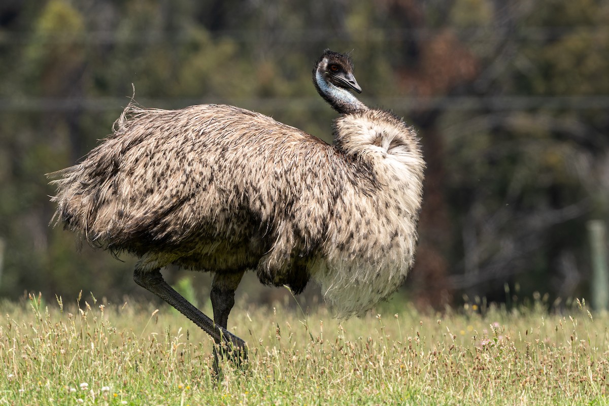 emu hnědý - ML612251652