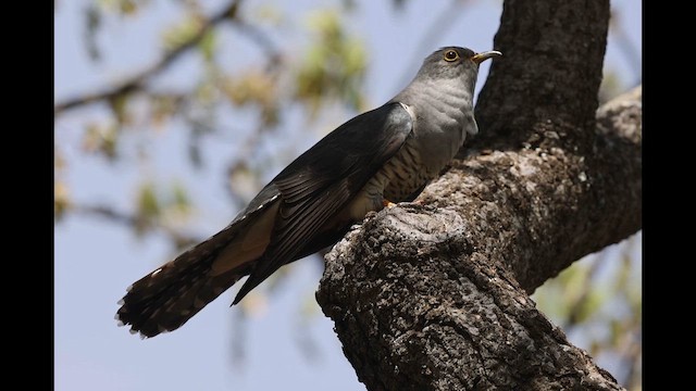Madagascar Cuckoo - ML612251703