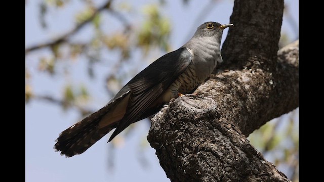 Madagaskar Guguğu - ML612251703