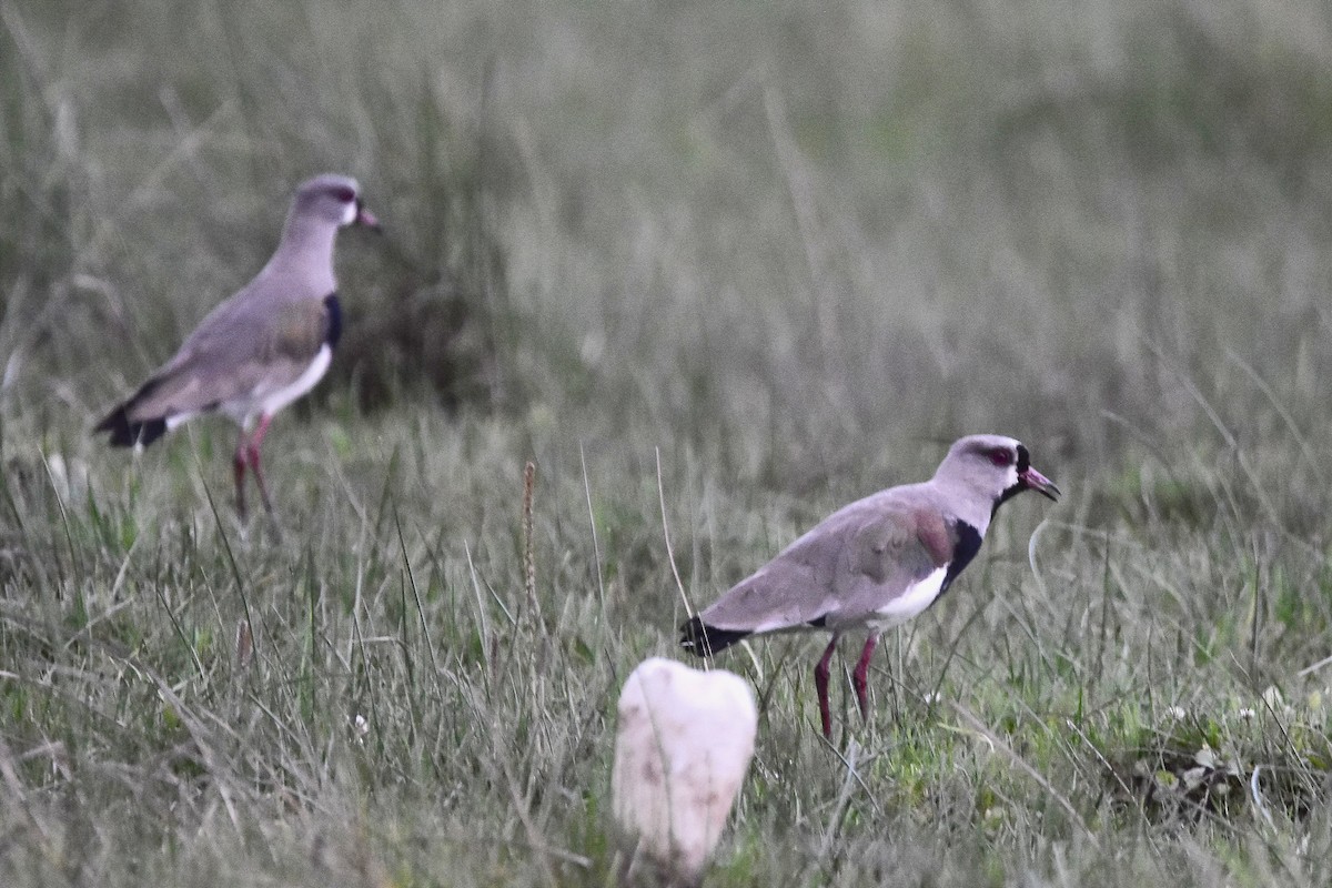 Southern Lapwing - ML612251704