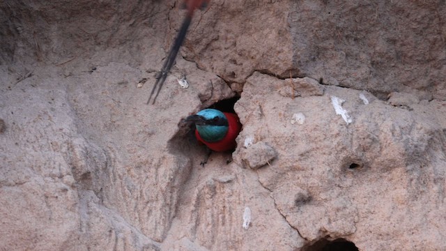 Northern Carmine Bee-eater - ML612251726