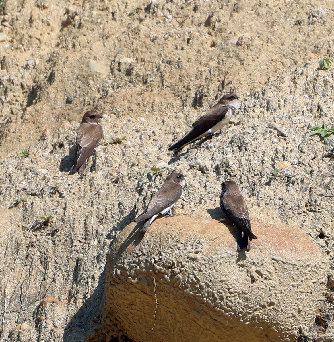 Gray-throated Martin - rima dhillon