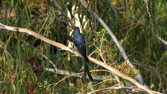 Kül Rengi Drongo - ML612251877