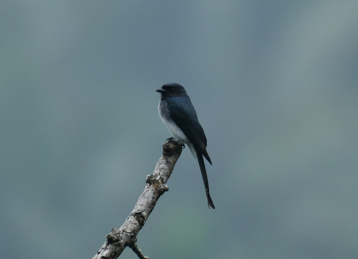White-bellied Drongo - Dr George P J