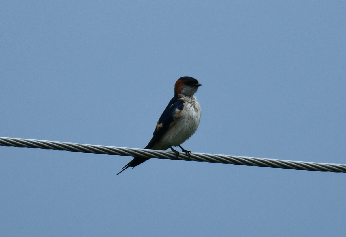 Red-rumped Swallow - Dr George P J
