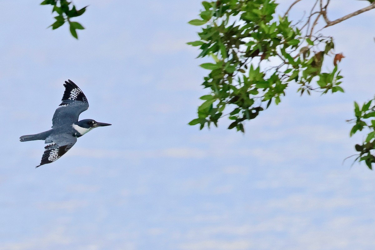 Belted Kingfisher - ML612251982