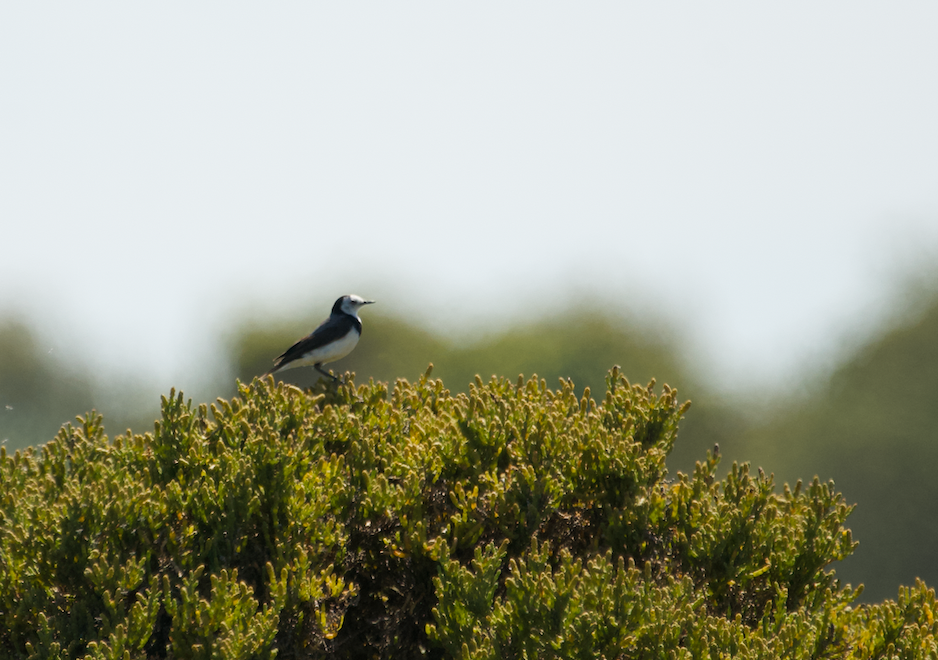 White-fronted Chat - ML612251983