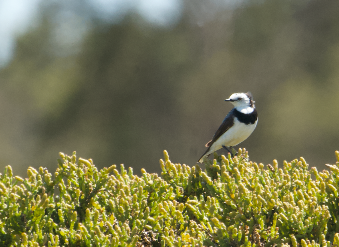 White-fronted Chat - ML612251984