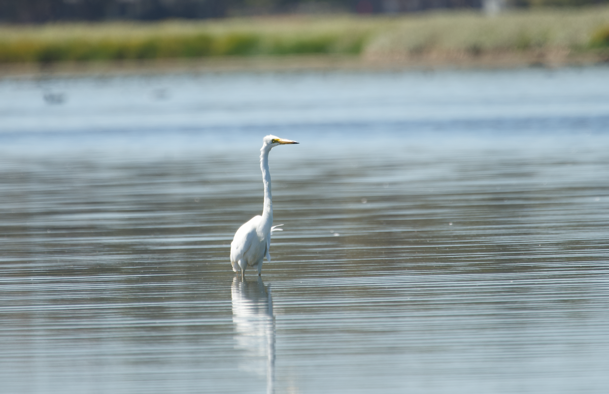 Great Egret - ML612251990