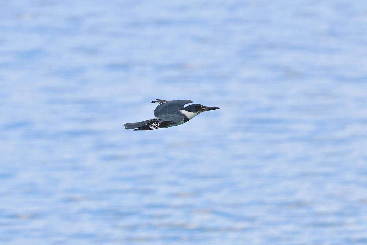 Belted Kingfisher - ML612251991