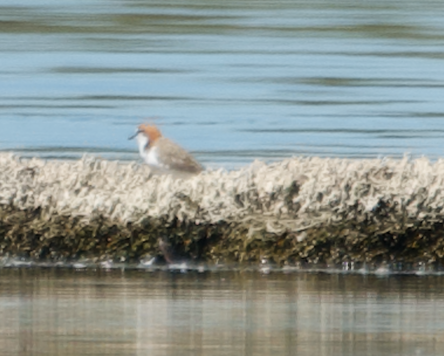 Red-capped Plover - ML612251993