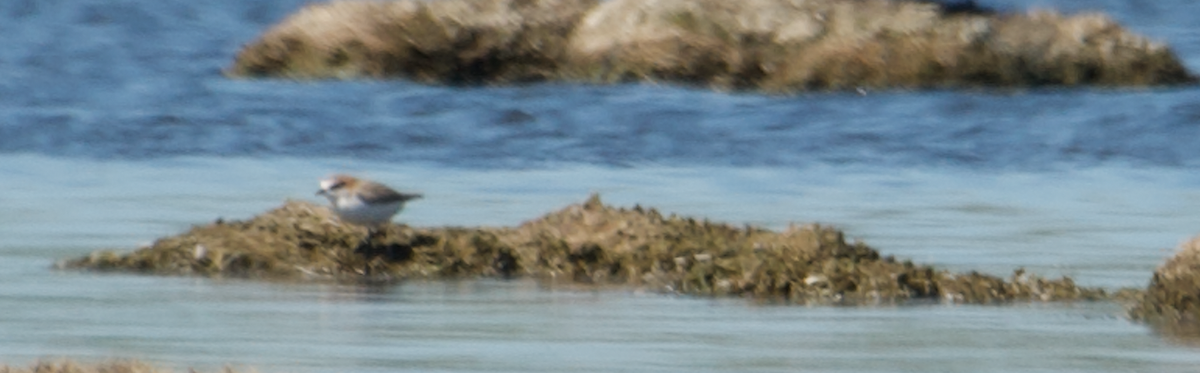 Red-capped Plover - ML612251994