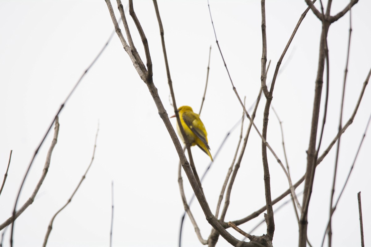 Indian Golden Oriole - Thanu Shanavas