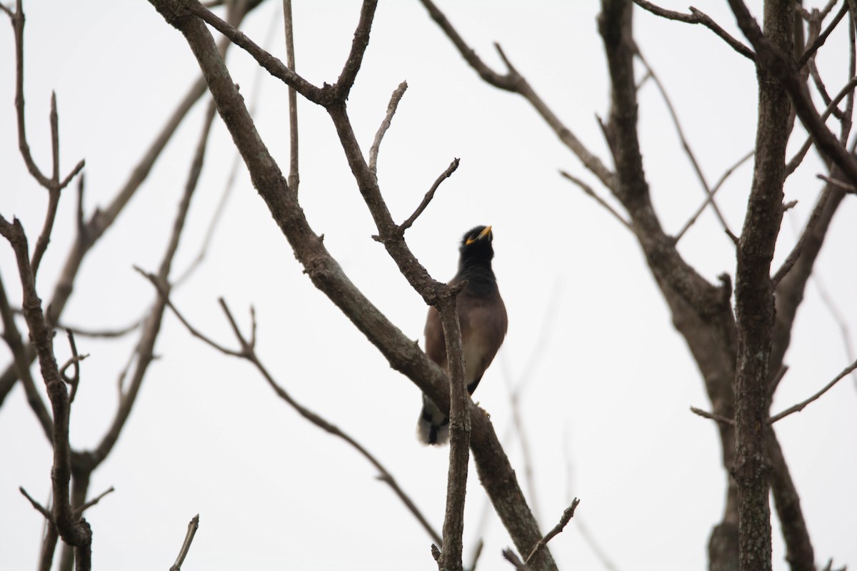 Common Myna - ML612252008