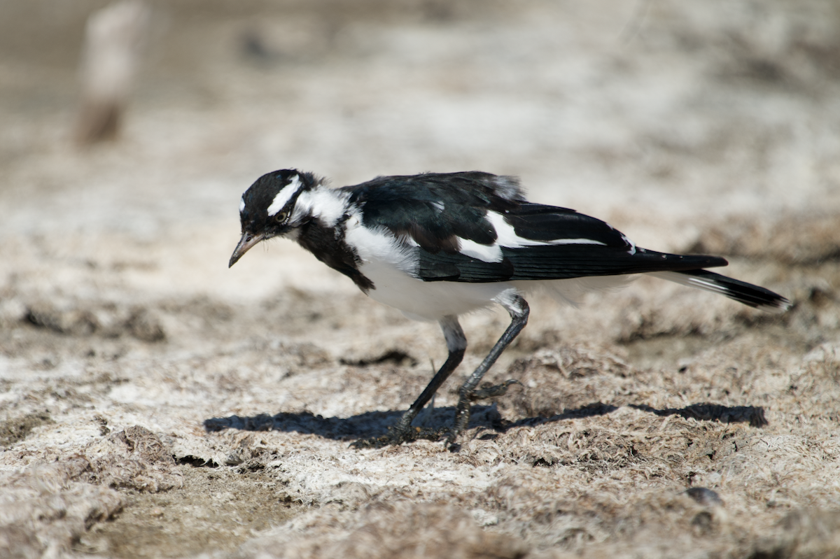 Magpie-lark - ML612252027