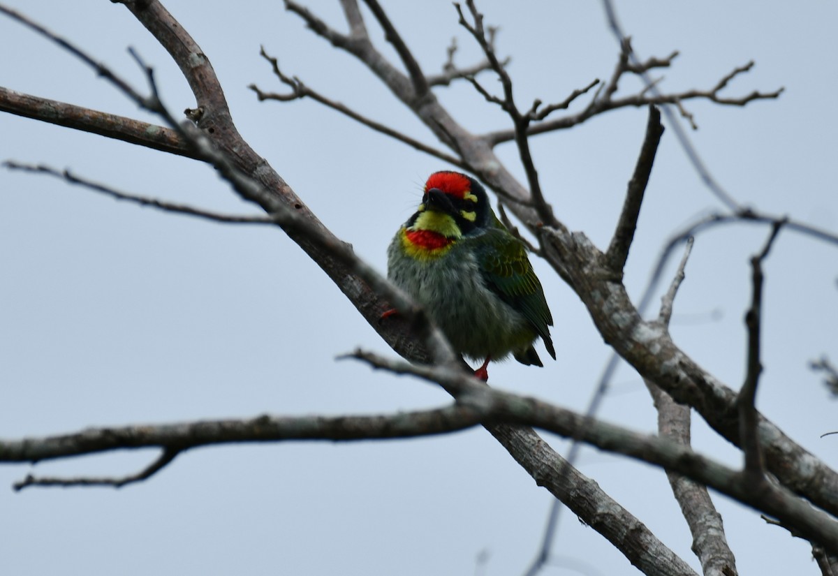 Coppersmith Barbet - Dr George P J