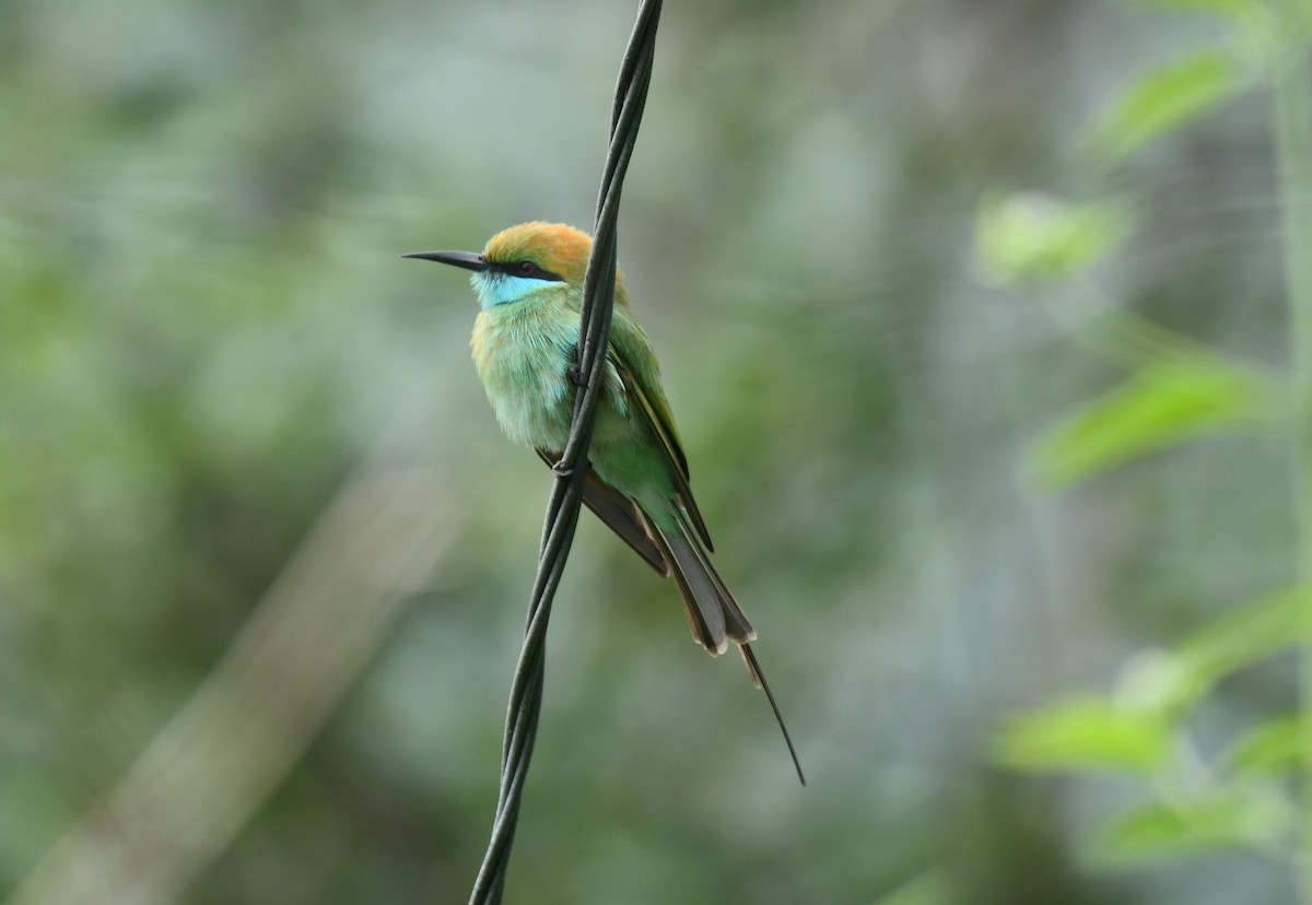 Asian Green Bee-eater - Dr George P J