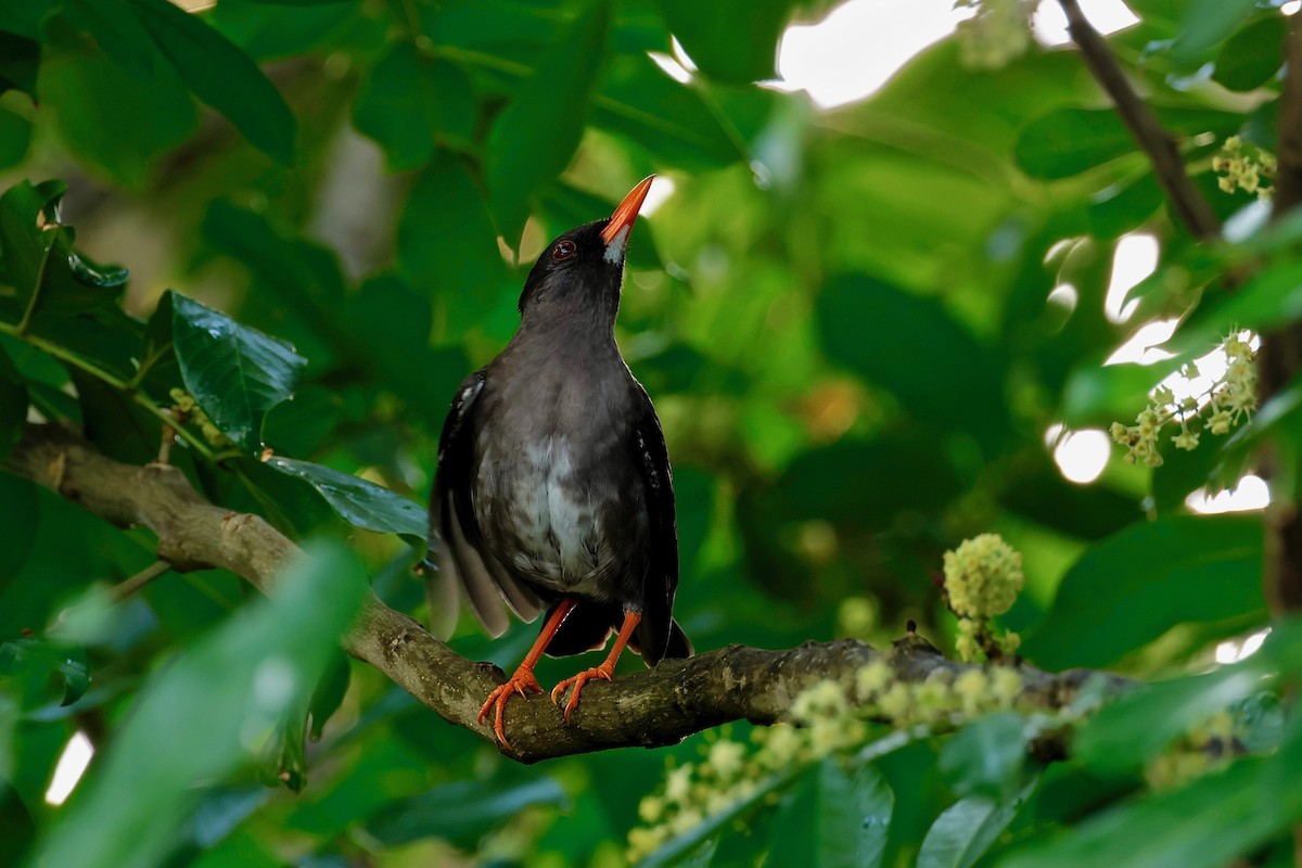 White-chinned Thrush - Martin Hosier