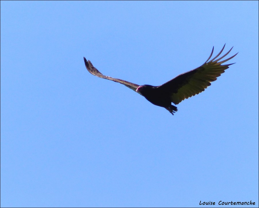 Turkey Vulture - ML61225211